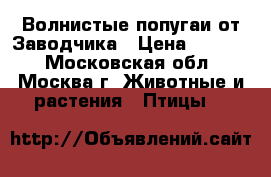 Волнистые попугаи-от Заводчика › Цена ­ 2 500 - Московская обл., Москва г. Животные и растения » Птицы   